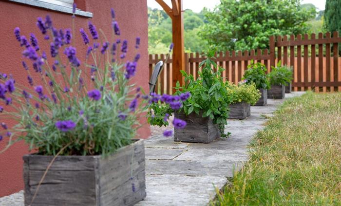 Lavender, mint, sage, thyme, oregano, rosemary